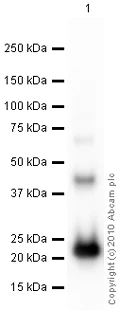 Western blot - Anti-Interferon alpha 2b antibody [24B10] (AB87900)