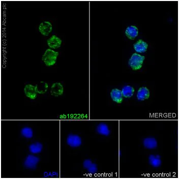 Immunocytochemistry/ Immunofluorescence - Anti-Interferon alpha 6 antibody [EPR16355] - BSA and Azide free (AB251131)