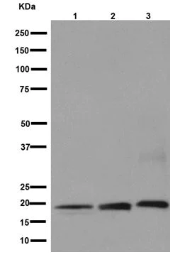 Western blot - Anti-Interferon alpha 6 antibody [EPR16355] - BSA and Azide free (AB251131)