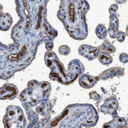 Immunohistochemistry (Formalin/PFA-fixed paraffin-embedded sections) - Anti- Interferon alpha/beta receptor 1 antibody (AB244357)