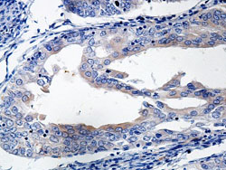 Immunohistochemistry (Formalin/PFA-fixed paraffin-embedded sections) - Anti-Interferon beta antibody (AB140211)