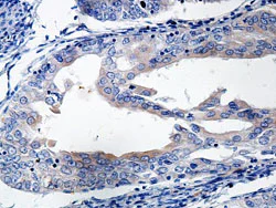 Immunohistochemistry (Formalin/PFA-fixed paraffin-embedded sections) - Anti-Interferon beta antibody (AB140211)