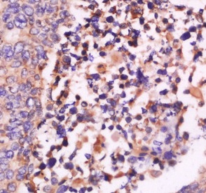 Immunohistochemistry (Formalin/PFA-fixed paraffin-embedded sections) - Anti-Interferon beta antibody (AB216475), expandable thumbnail