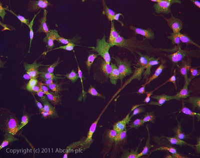 Immunocytochemistry/ Immunofluorescence - Anti-Interferon beta antibody (AB85803), expandable thumbnail