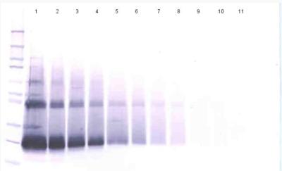Western blot - Anti-Interferon beta antibody - C-terminal (AB186669), expandable thumbnail