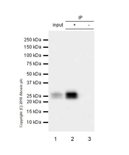 Immunoprecipitation - Anti-Interferon beta antibody [EPR22186-266] (AB218229)