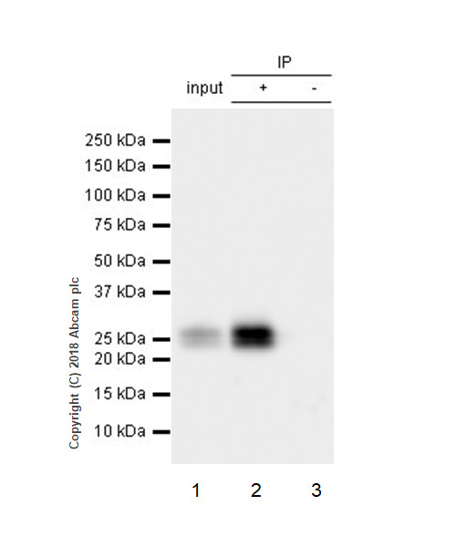 Immunoprecipitation - Anti-Interferon beta antibody [EPR22186-266] - BSA and Azide free (AB238652)