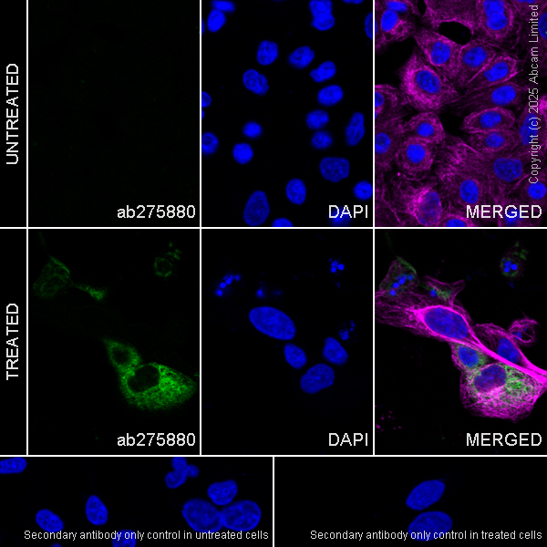 Immunocytochemistry/ Immunofluorescence - Anti-Interferon beta antibody [EPR23341-7] - BSA and Azide free (AB275889)