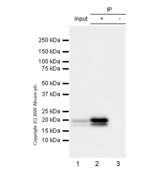 Immunoprecipitation - Anti-Interferon beta antibody [EPR23341-7] - BSA and Azide free (AB275889)