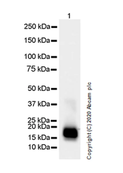 Western blot - Anti-Interferon beta antibody [EPR23341-7] - BSA and Azide free (AB275889)