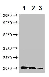 Western blot - Anti-Interferon gamma antibody (AB230002)