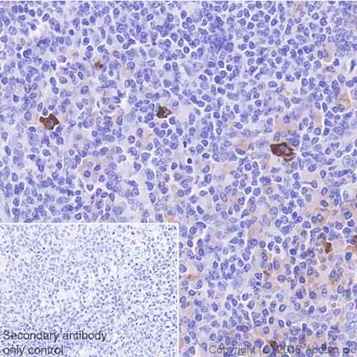 Immunohistochemistry (Formalin/PFA-fixed paraffin-embedded sections) - Anti-Interferon gamma antibody [EPR21704] - BSA and Azide free (AB231301)