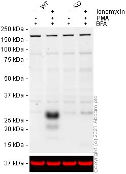 Western blot - Anti-Interferon gamma antibody [EPR23991-53] - BSA and Azide free (AB280574)