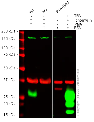 Western blot - Anti-Interferon gamma antibody [EPR23991-53] - BSA and Azide free (AB280574)