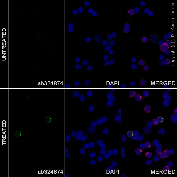 Immunocytochemistry/ Immunofluorescence - Anti-Interferon gamma antibody [EPR28352-7] - BSA and Azide free (AB324882)