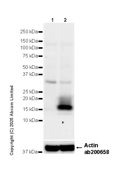 Western blot - Anti-Interferon gamma antibody [EPR28352-7] - BSA and Azide free (AB324882)
