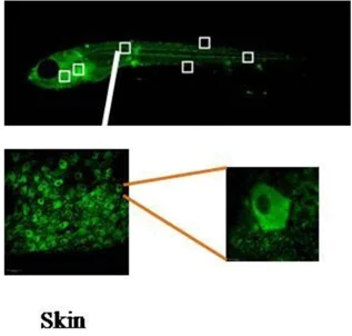IHC - Wholemount - Anti-Interferon gamma antibody [N3-P3A5*A10] (AB211784)