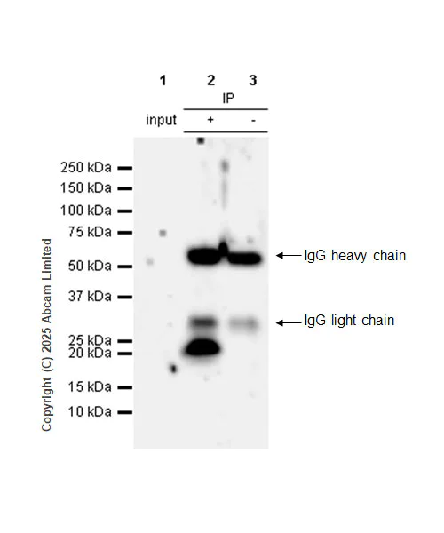Immunoprecipitation - Anti-Interferon gamma antibody [RM1245] (AB322926)