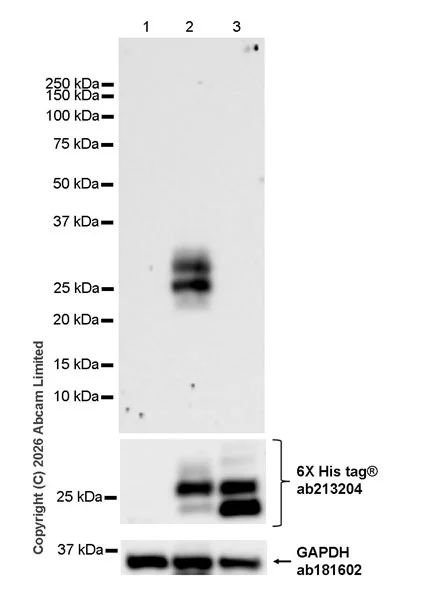 Western blot - Anti-Interferon lambda-2 antibody [EPR30981-15] (AB326933)