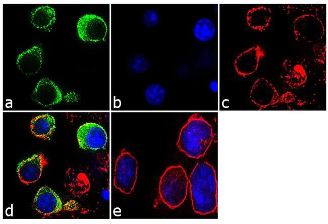 Immunocytochemistry - Anti-Interferon regulatory factor 9/IRF-9 antibody [14HCLC] (AB277803)