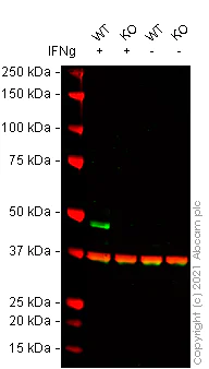 Western blot - Anti-Interferon regulatory factor 9/IRF-9 antibody [14HCLC] (AB277803)