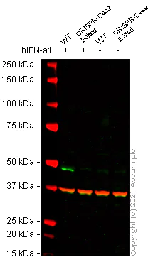 Western blot - Anti-Interferon regulatory factor 9/IRF-9 antibody [14HCLC] (AB277803)