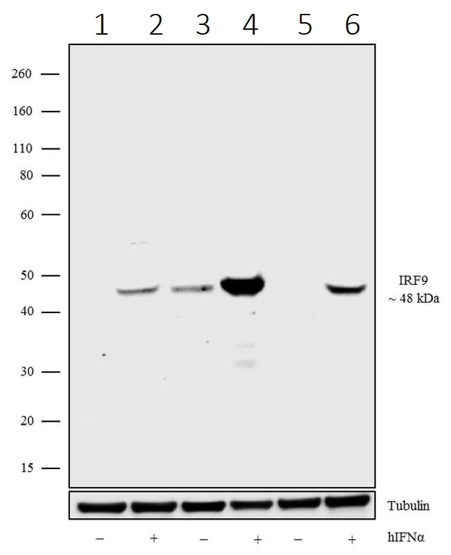 Western blot - Anti-Interferon regulatory factor 9/IRF-9 antibody [14HCLC] (AB277803)