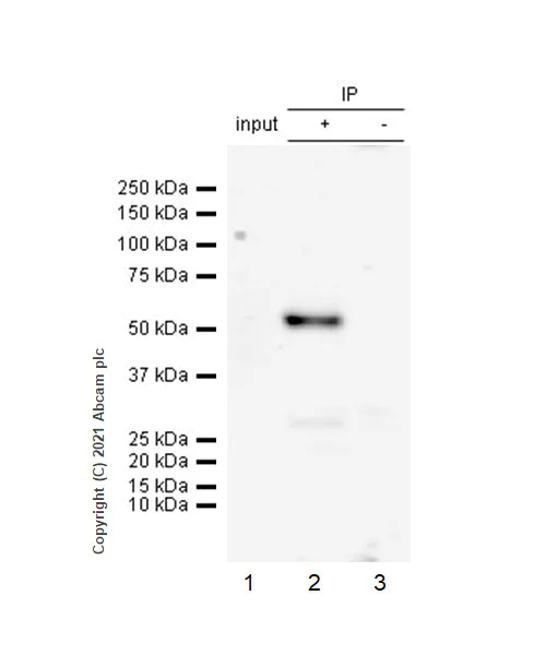 Immunoprecipitation - Anti-Interferon regulatory factor 9/IRF-9 antibody [6F1-H5] (AB273437)