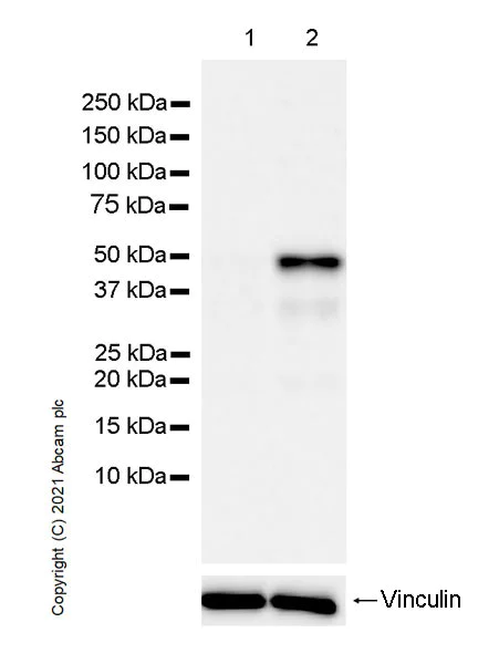 Western blot - Anti-Interferon regulatory factor 9/IRF-9 antibody [6F1-H5] (AB273437)