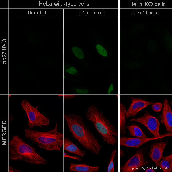 Immunocytochemistry/ Immunofluorescence - Anti-Interferon regulatory factor 9/IRF-9 antibody [EPR24260-55] (ab271043), expandable thumbnail