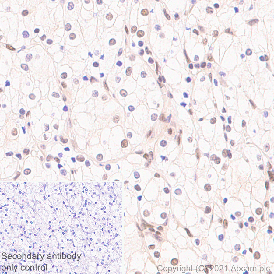Immunohistochemistry (Formalin/PFA-fixed paraffin-embedded sections) - Anti-Interferon regulatory factor 9/IRF-9 antibody [EPR24260-55] (ab271043), expandable thumbnail