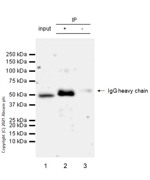 Immunoprecipitation - Anti-Interferon regulatory factor 9/IRF-9 antibody [EPR24260-55] (ab271043), expandable thumbnail
