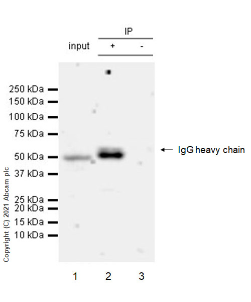 Immunoprecipitation - Anti-Interferon regulatory factor 9/IRF-9 antibody [EPR24260-55] (ab271043), expandable thumbnail