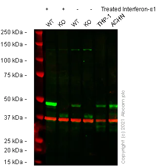 Western blot - Anti-Interferon regulatory factor 9/IRF-9 antibody [EPR24260-55] (AB271043)