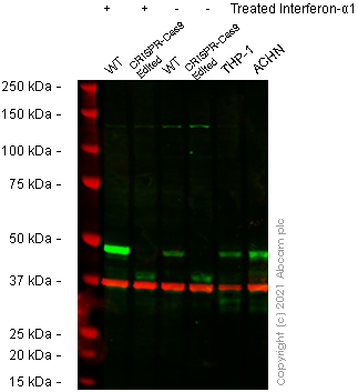 Western blot - Anti-Interferon regulatory factor 9/IRF-9 antibody [EPR24260-55] (AB271043), expandable thumbnail