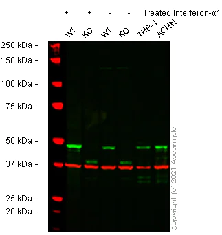 Western blot - Anti-Interferon regulatory factor 9/IRF-9 antibody [EPR24260-55] (AB271043)