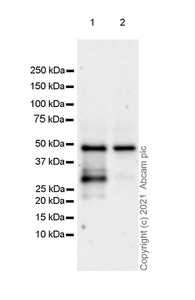 Western blot - Anti-Interferon regulatory factor 9/IRF-9 antibody [EPR24260-55] (AB271043)