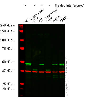 Western blot - Anti-Interferon regulatory factor 9/IRF-9 antibody [EPR24260-55] (AB271043), expandable thumbnail