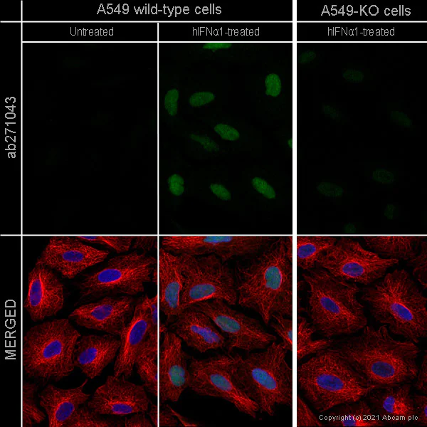 Immunocytochemistry - Anti-Interferon regulatory factor 9/IRF-9 antibody [EPR24260-55] - BSA and Azide free (AB282125)
