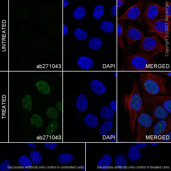 Immunocytochemistry/ Immunofluorescence - Anti-Interferon regulatory factor 9/IRF-9 antibody [EPR24260-55] - BSA and Azide free (AB282125)