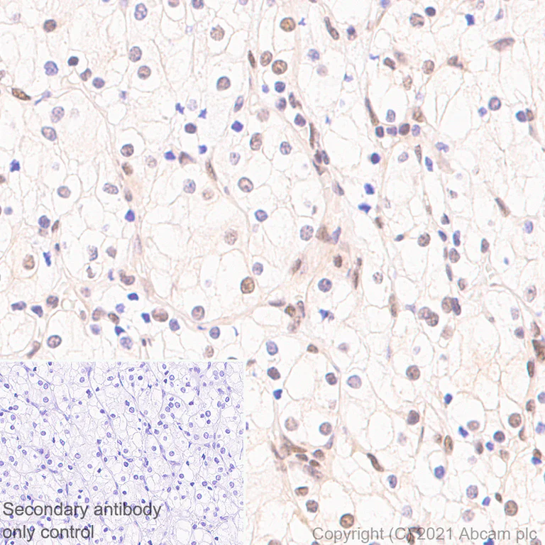 Immunohistochemistry (Formalin/PFA-fixed paraffin-embedded sections) - Anti-Interferon regulatory factor 9/IRF-9 antibody [EPR24260-55] - BSA and Azide free (AB282125)