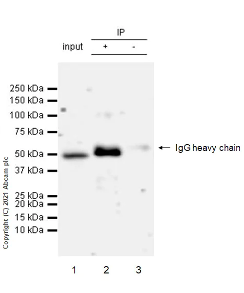 Immunoprecipitation - Anti-Interferon regulatory factor 9/IRF-9 antibody [EPR24260-55] - BSA and Azide free (AB282125)