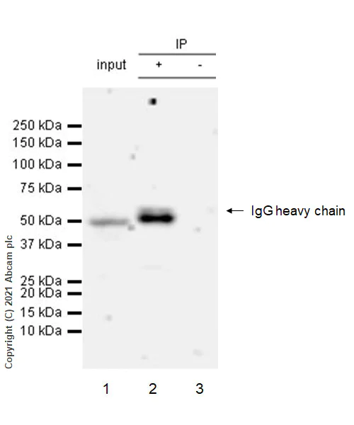 Immunoprecipitation - Anti-Interferon regulatory factor 9/IRF-9 antibody [EPR24260-55] - BSA and Azide free (AB282125)