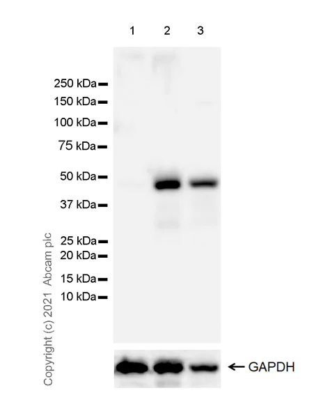 Western blot - Anti-Interferon regulatory factor 9/IRF-9 antibody [EPR24260-55] - BSA and Azide free (AB282125)