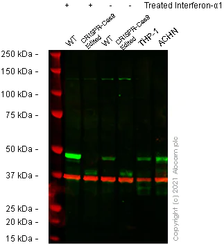 Western blot - Anti-Interferon regulatory factor 9/IRF-9 antibody [EPR24260-55] - BSA and Azide free (AB282125)