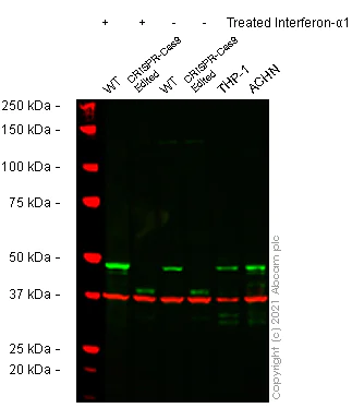 Western blot - Anti-Interferon regulatory factor 9/IRF-9 antibody [EPR24260-55] - BSA and Azide free (AB282125)