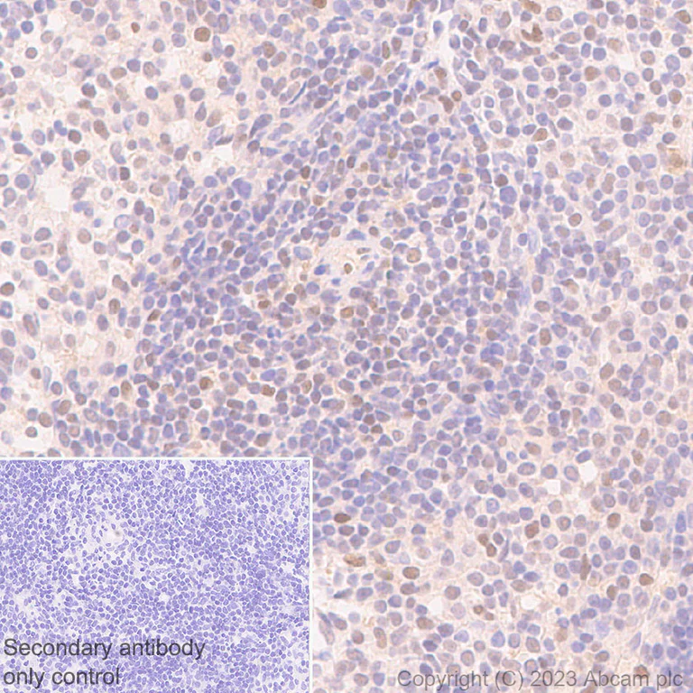 Immunohistochemistry (Formalin/PFA-fixed paraffin-embedded sections) - Anti-Interferon regulatory factor 9/IRF-9 antibody [EPR27554-69] - BSA and Azide free (AB315278)