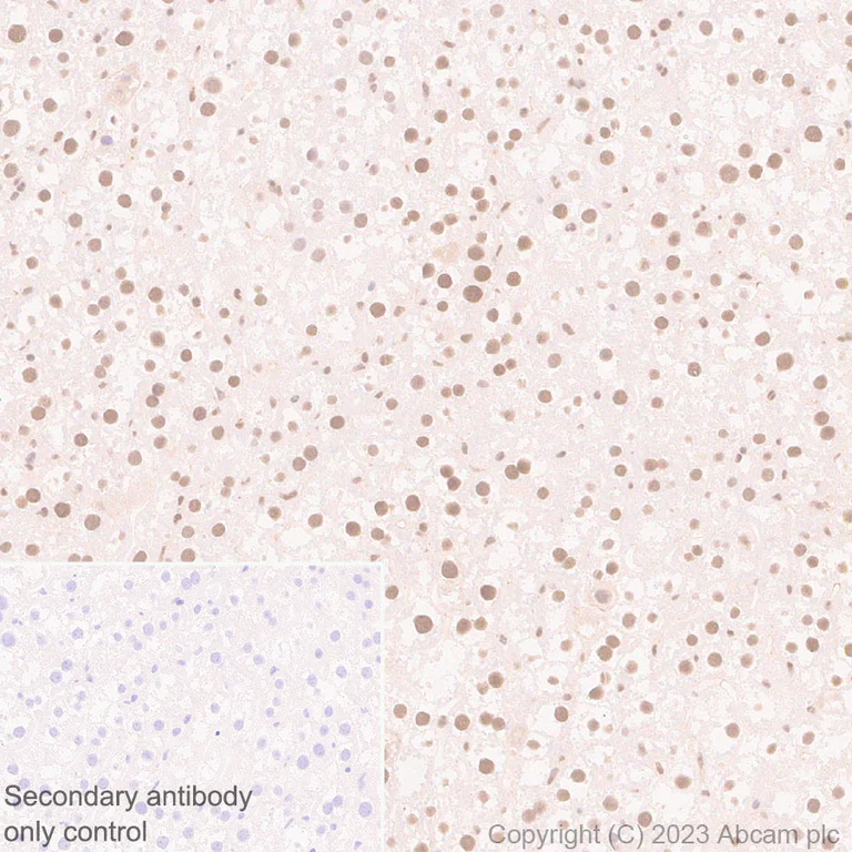 Immunohistochemistry (Formalin/PFA-fixed paraffin-embedded sections) - Anti-Interferon regulatory factor 9/IRF-9 antibody [EPR27554-69] - BSA and Azide free (AB315278)