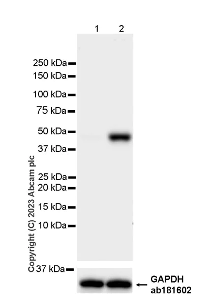 Western blot - Anti-Interferon regulatory factor 9/IRF-9 antibody [EPR27554-69] - BSA and Azide free (AB315278)