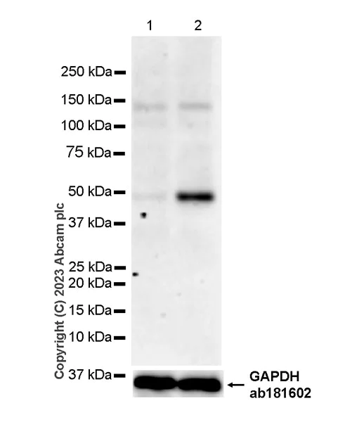 Western blot - Anti-Interferon regulatory factor 9/IRF-9 antibody [EPR27554-69] - BSA and Azide free (AB315278)